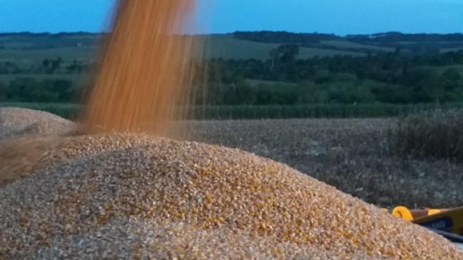 Colheita do milho de inverno avança no Centro-Sul do país e atinge 17,8% da área, aponta DATAGRO