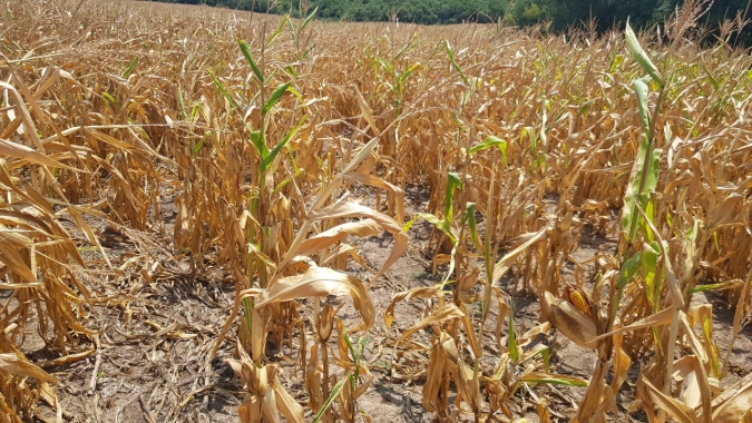 Fecoagro diz que perdas no milho por causa da estiagem são irreversíveis