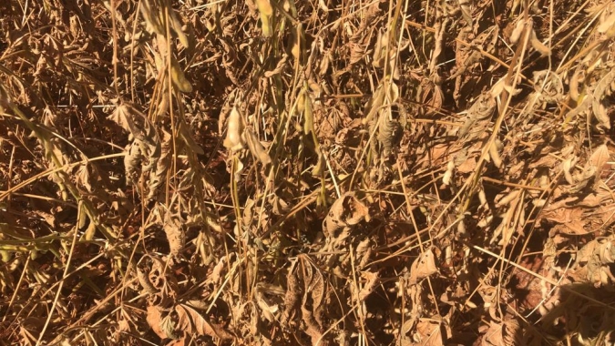 RS já tem perda de 40% da soja e chuvas não salvam as lavouras daqui pra frente