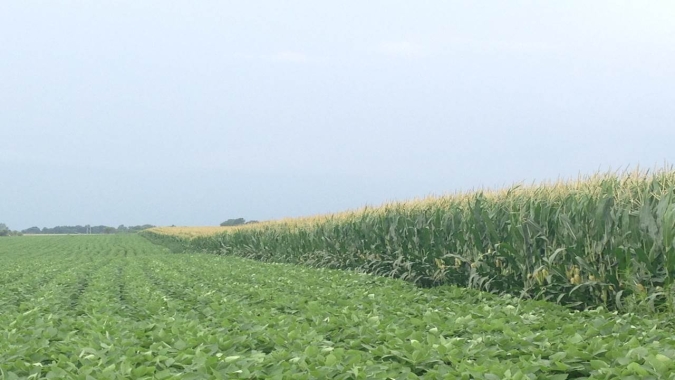 S&P Global eleva previsão de área plantada com soja e milho nos EUA em 2026