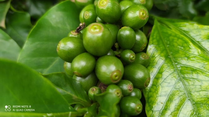 Café: Números da produção colombiana seguram preços do arábica em Nova York; conilon tem pregão de baixas