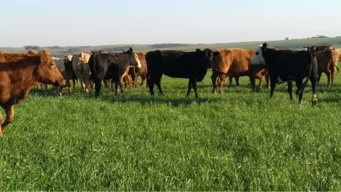Epamig trabalha para diminuir os prejuízos causados por carrapatos na pecuária
