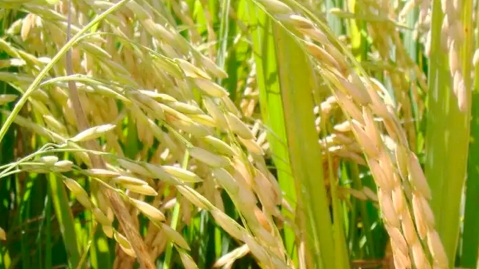 Arroz/Cepea: Oferta se sobrepõe à demanda; preços recuam