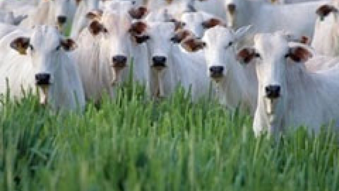 Janela para o plantio de pastagem se fecha em fevereiro