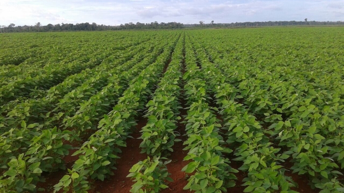 APROFIR-MT lidera implantação do Polo de Irrigação em Canarana na região do Araguaia-Xingu