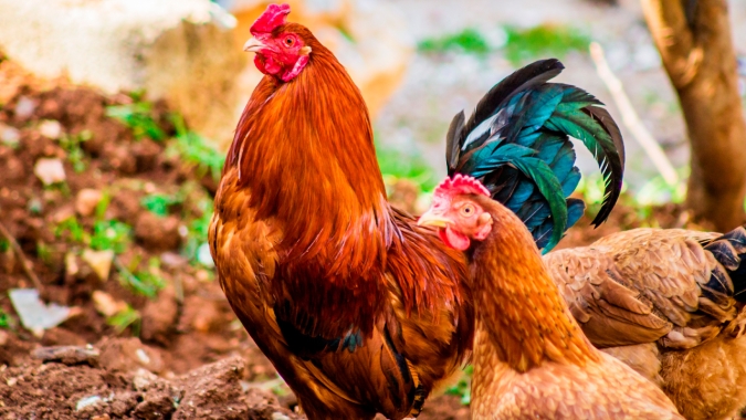 Frango abatido: em 2021, um desempenho acima da média; porém...