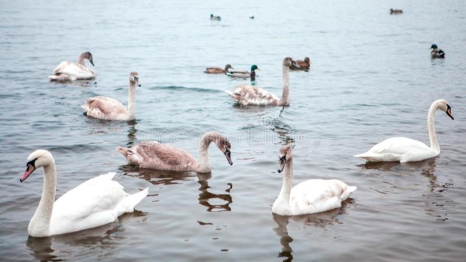 OIE: Áustria registra caso de gripe aviária H5N8 em cisne