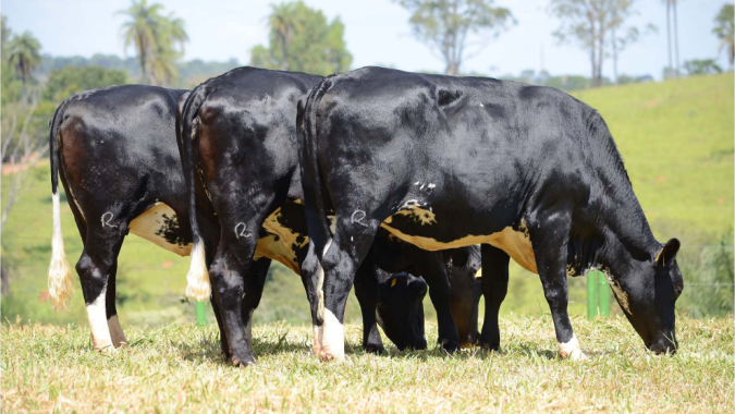 Método inédito avalia conforto térmico de vacas por meio de som
