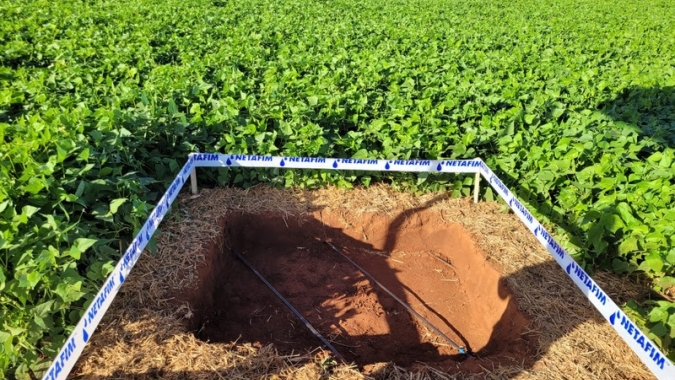 Mesmo com 39% menos áreas plantadas, produtores de feijão no Brasil aumentam produção em 30%