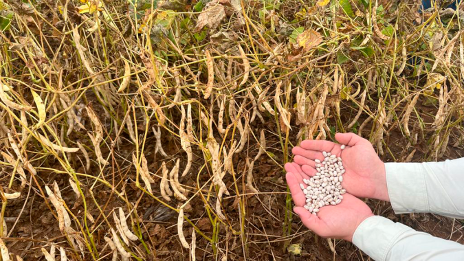 Agro Norte lança variedade de feijão ANfc 22 com características únicas de porte ereto e qualidade de grão