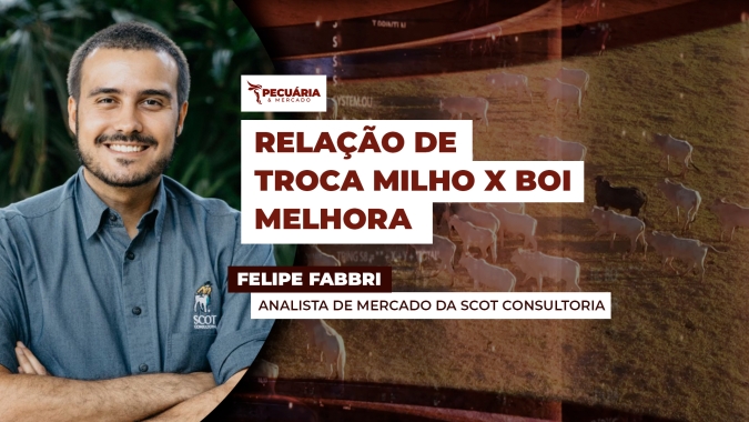 Alta da arroba do boi e queda nos preços do milho deixam relação de troca mais favorável para pecuaristas
