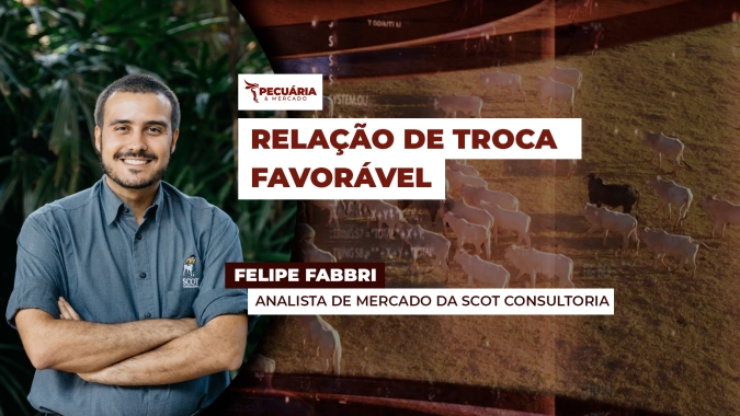 Alta recente da arroba do boi gordo melhora relação de troca com bezerro; momento é favorável para reposição do rebanho