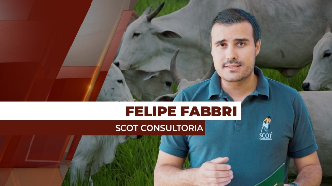 Primeiro giro de confinamento pode ser mais comedido, com pecuaristas tendo desafios com custos
