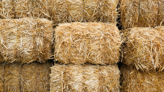 Abertura de mercados no Canadá para exportação de feno e fibra de coco do Brasil