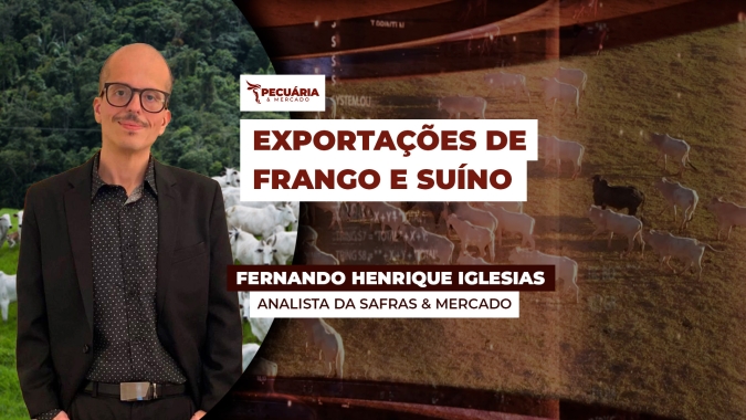 Embargo por gripe aviária deve reduzir de 100 a 200 mil toneladas projeções de exportação de carne de frango para 2025