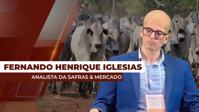 Boi: carne no atacado em queda motiva redução dos abates nos frigoríficos de mercado interno