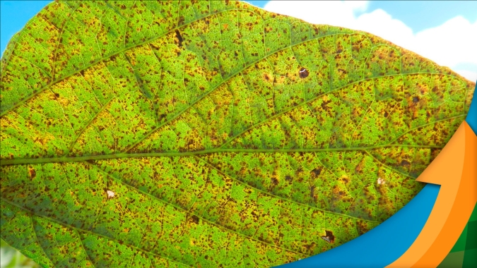 Após identificação do 1ª foco de Ferrugem em Goiás, pesquisador indica pontos de atenção aos produtores da região