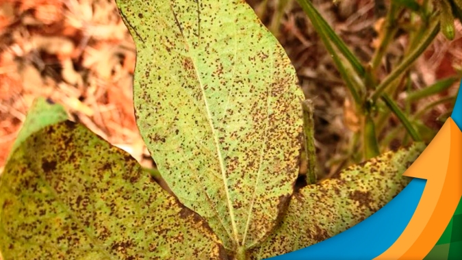 Após 1º caso de Ferrugem confirmado no estado, Fundação MS alerta para alta pressão da doença na safra 23/24