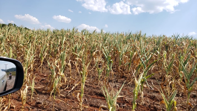 Estiagem castiga agronegócio catarinense