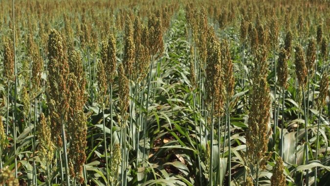 Primeiro levantamento da safra 2020/2021, da Conab, estima crescimento de 17,5% na produção de sorgo em Goiás