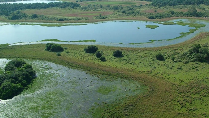 Pesquisa cataloga gramíneas de pastos nativos do Pantanal