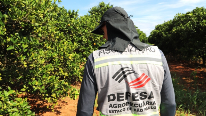 Citricultura - Série de fiscalizações contra o Greening realiza inspeção de mais de três milhões de plantas