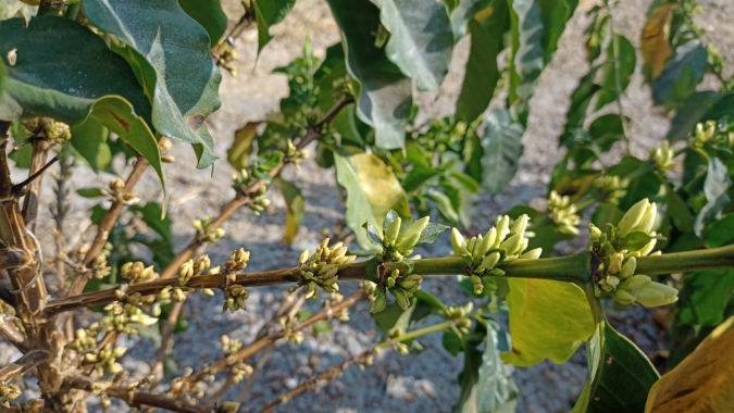 Café: Tempo seco ameaça floração e reforça expectativa de baixo pegamento