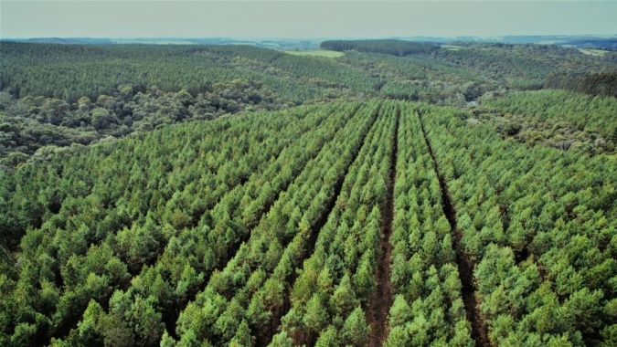 Embrapa promove curso sobre acesso e análise de dados de florestas plantadas na CNA