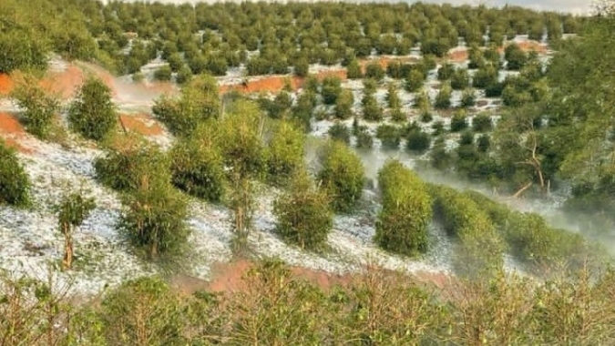 O peso invisível do campo: clima instável afeta colheitas e a saúde mental dos produtores