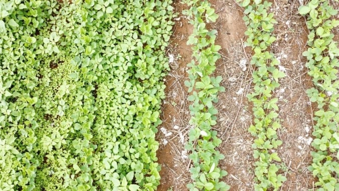 Convintro Duo se consolida como nova ferramenta contra plantas daninhas resistentes no Brasil