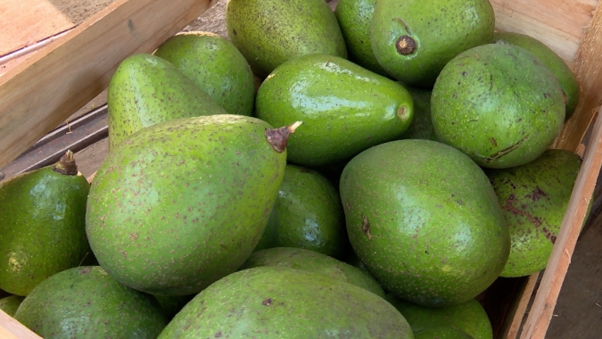 Fruticultura é aposta para diversificar a renda de produtores da Zona da Mata