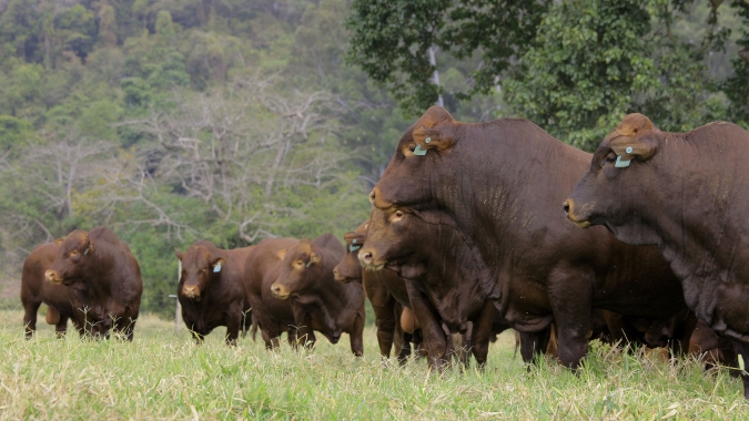 Pioneira no país, Fazenda Santa Silvéria fortalece genética Bonsmara para a pecuária tropical