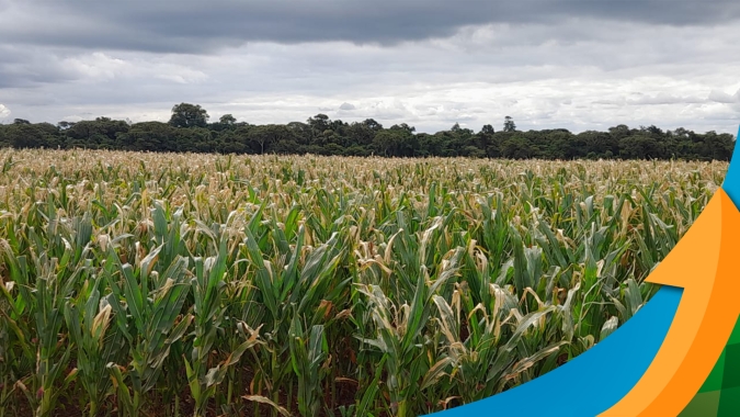 Técnico agrícola destaca "calor insuportável" e perda de produtividade próxima dos 50% para o milho em Laguna Carapã/MS