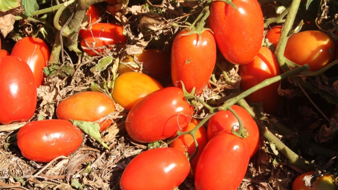 Transplantio de tomate deve ser feito até 30 de junho, alerta Agrodefesa