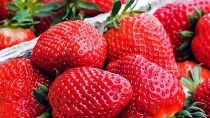 Novas variedades mudam perfil da produção de morango no Sul de Minas