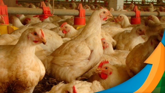 Mercado do frango encontra equilíbrio entre preço pago pelo produto e custos de produção, aponta liderança