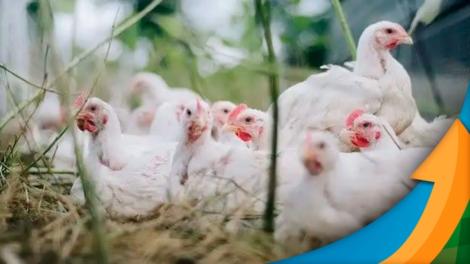 Apesar de baixo risco para o país, Brasil monitora casos de gripe aviária na Europa e Ásia