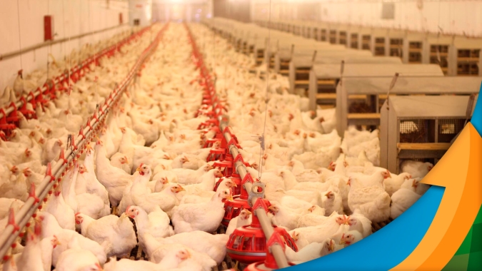Frango: mercado praticamente anda de lado nesta terça-feira (25)