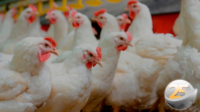 Com casos ativos de gripe aviária nos EUA, especialista recomenda reforço nos cuidados com bioseguridade