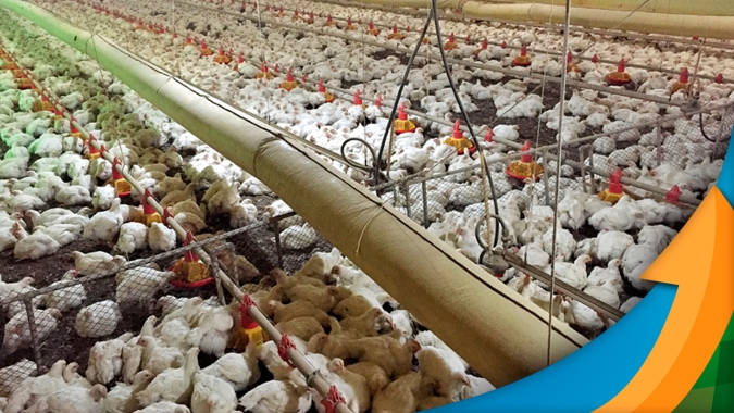 Frango: mercado praticamente estável nesta quarta-feira (20)