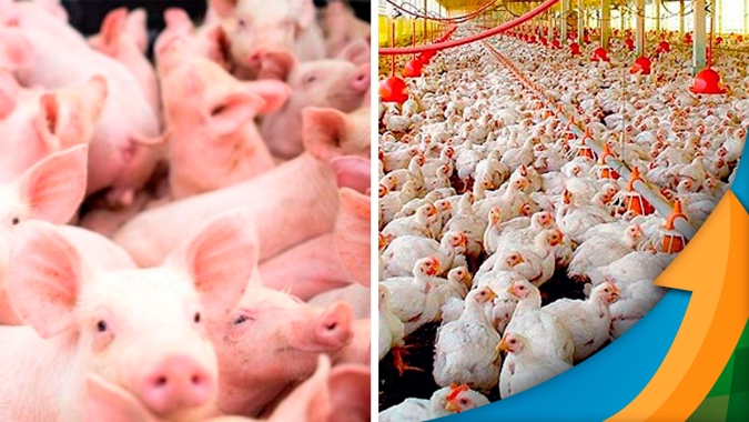Custos de produção caíram, de fato, mas preço de venda das proteínas animais também, aponta Dilvo Grolli