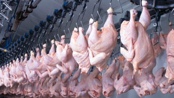 Frango/Cepea: Preços iniciam outubro com movimentos distintos