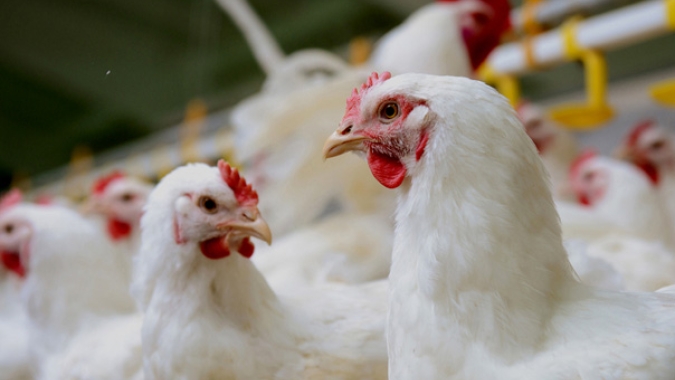 Avicultura brasileira mantém ritmo de crescimento com ajustes produtivos e foco no equilíbrio do mercado
