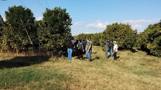 Emater-MG orienta sobre manejo e produtividade da fruticultura durante a safra de verão