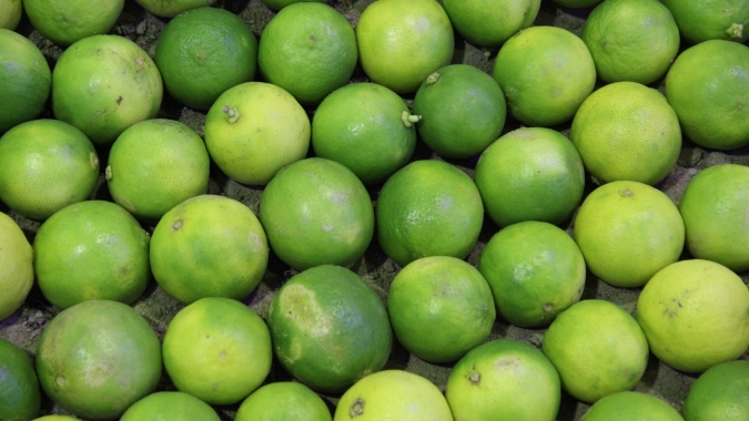 Citros/Cepea: Clima frio na Flórida deve prejudicar pomares de laranja
