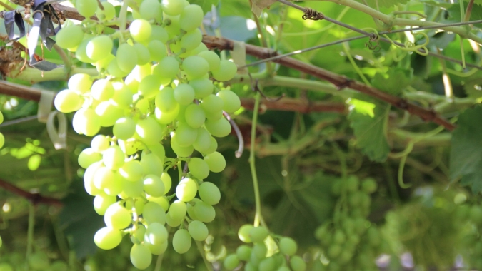 Uva/Cepea: Baixa procura influencia no escoamento das uvas sem semente