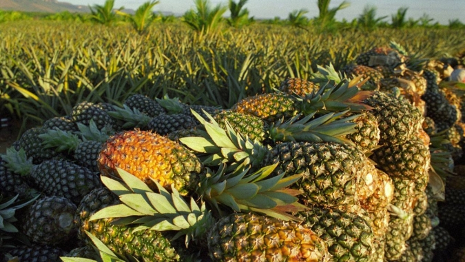 Circuito Frutificaminas terá mais etapas em 2024