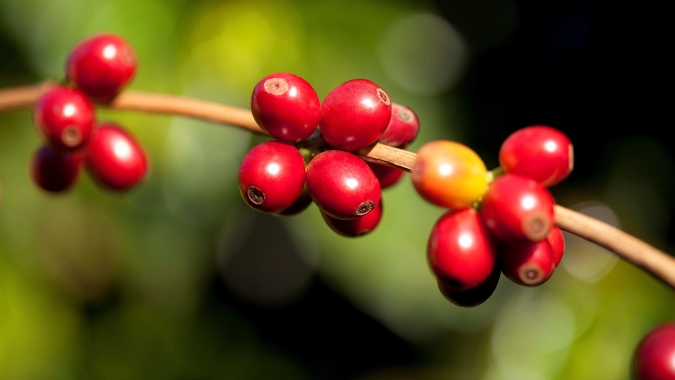Café/Cepea: Clima tem favorecido lavouras de arábica