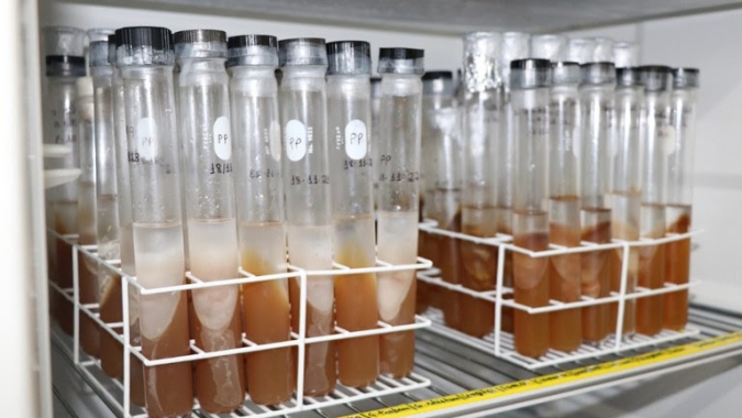 Laboratório de Produtos Florestais publica coleção de fungos xilógrafos em plataforma nacional sobre biodiversidade