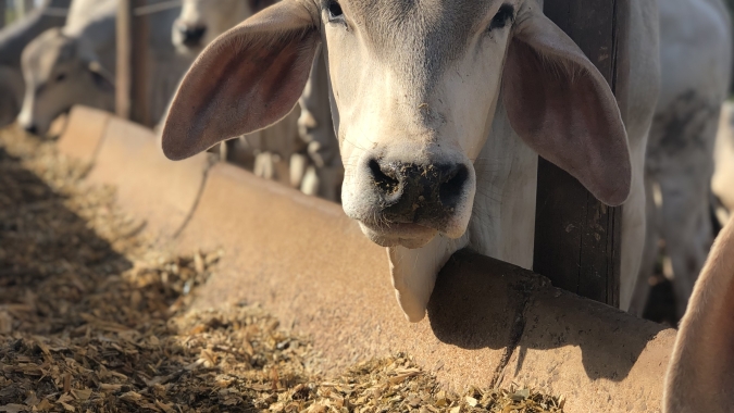 Planejamento na pecuária é essencial para reduzir custos com a nutrição bovina